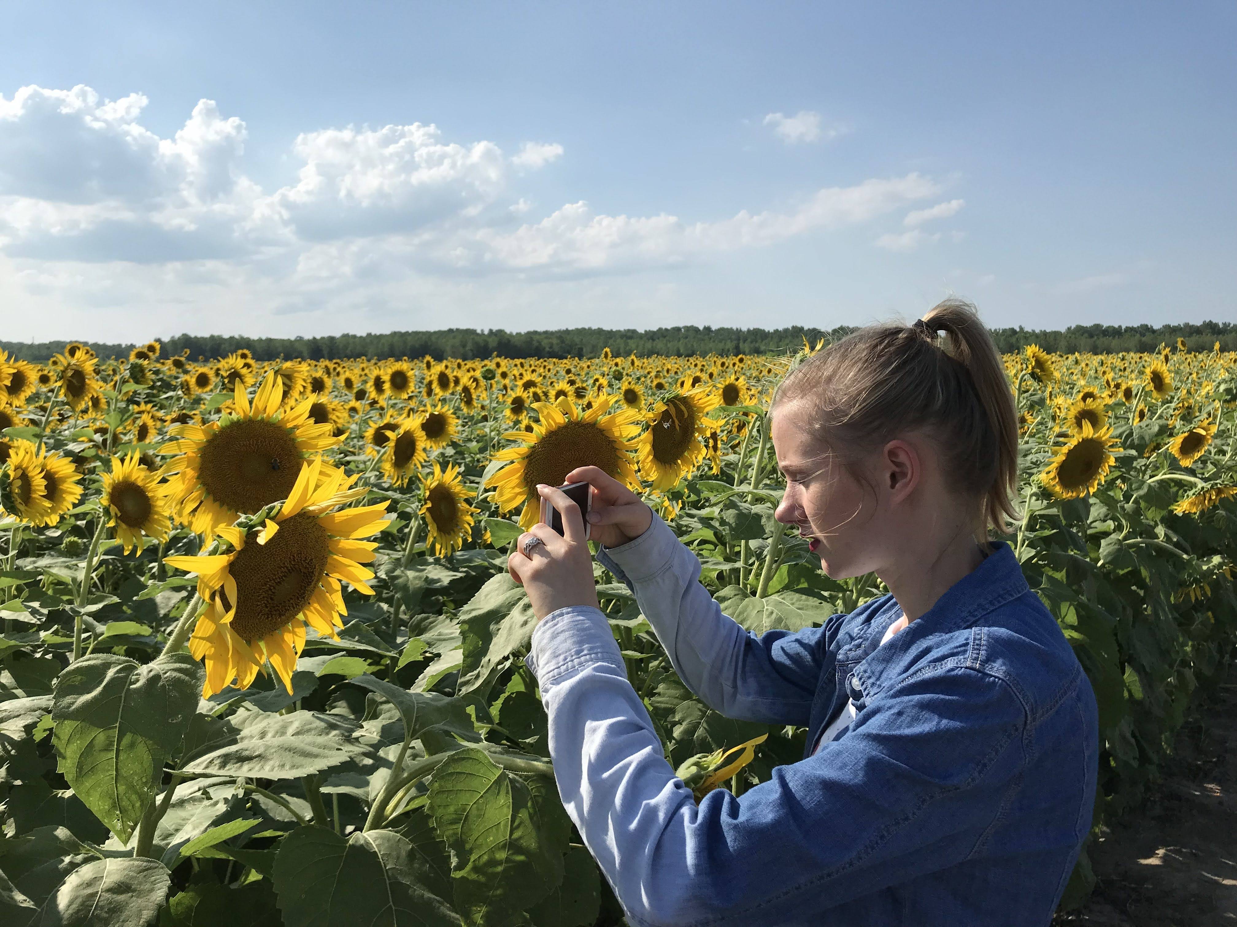 Masha taking photo in a field of sunflowers with iPhone